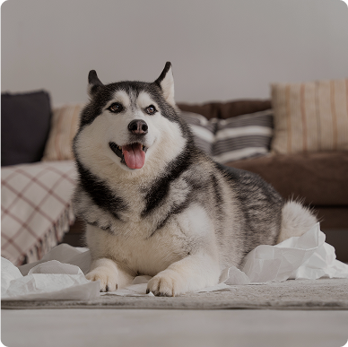Pet supplies